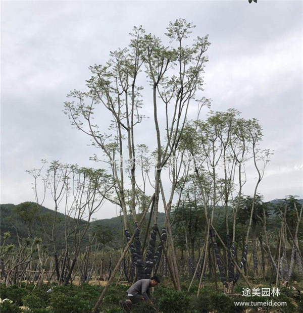 藍花楹和叢生藍花楹有什么區(qū)別?