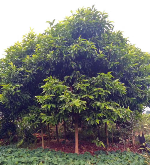 重慶哪里有黃桷樹(shù)苗木基地?
