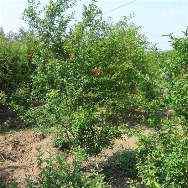 小區(qū)里的石榴樹(shù)圖片
