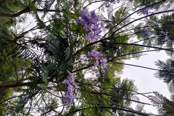 藍花楹和叢生藍花楹有什么區(qū)別?