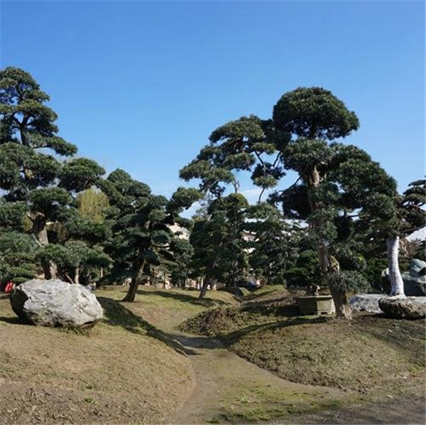 10-12公分羅漢松價格是什么樣的?