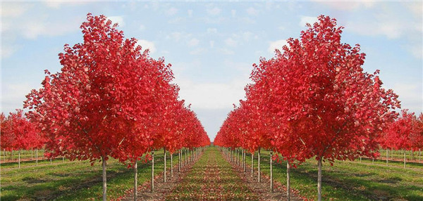 紅楓樹批發(fā)價格 成都最貴的紅楓樹是什么品種?